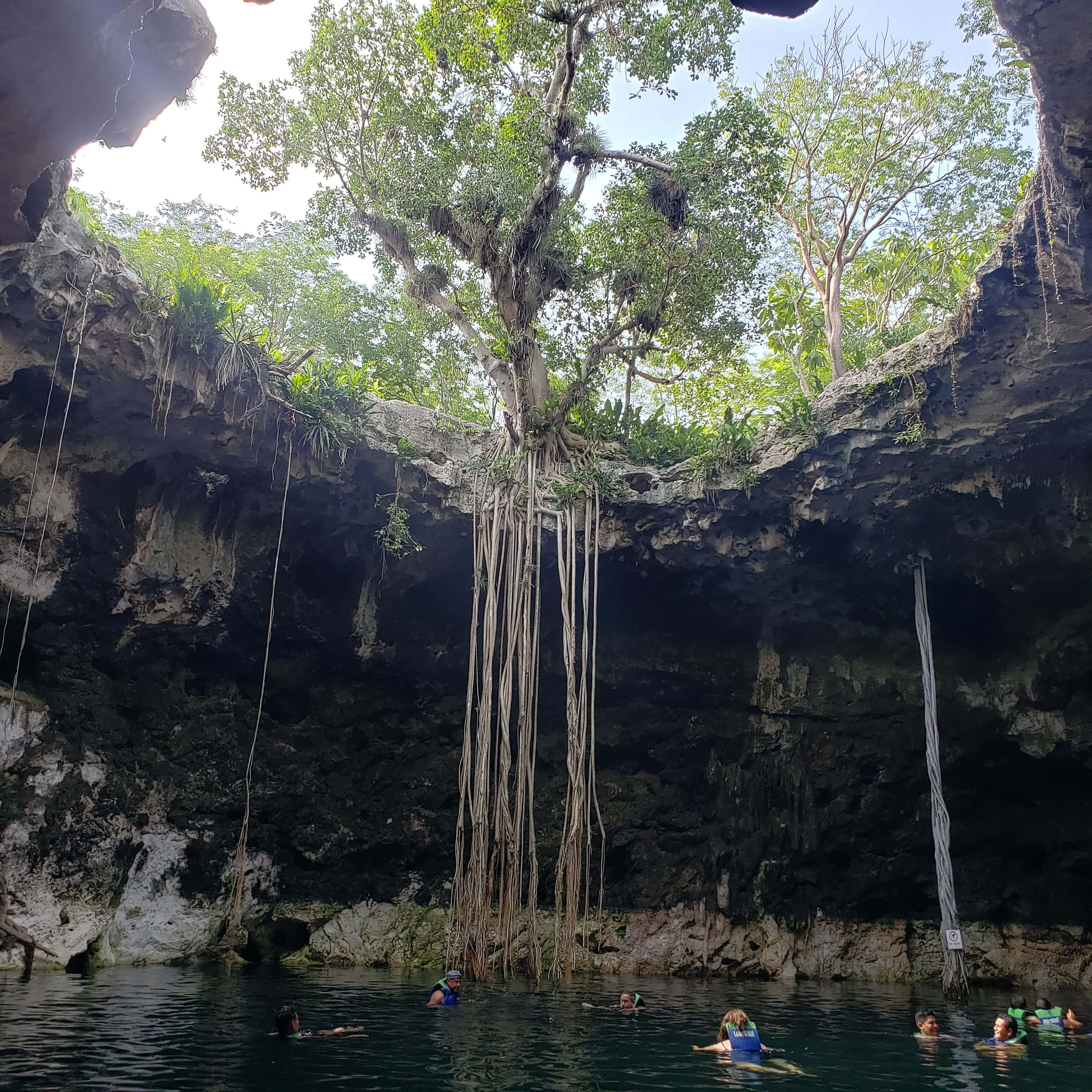 View of the opening above a cenotes with the tree roots reaching for the waters of the cenote