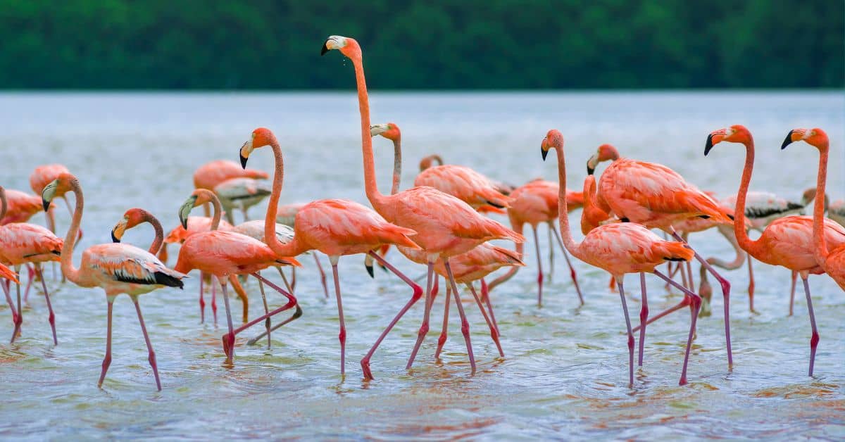 Pink flamingos in Celestun Beach Mexico