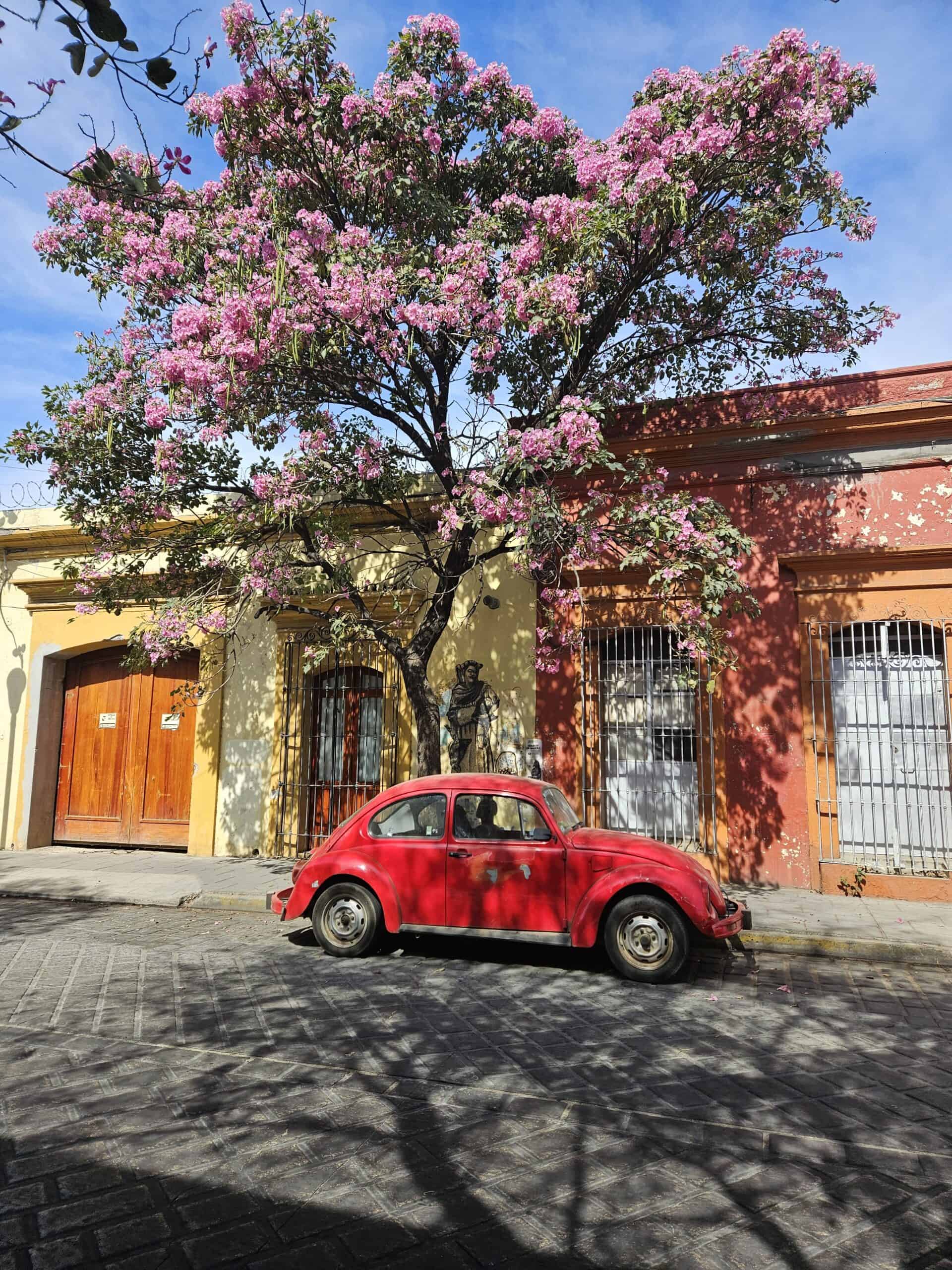 Colorful street view in Oaxaca in front of a terra cotta building with a beautiful tree full of pink blooms and a red VW beetle car