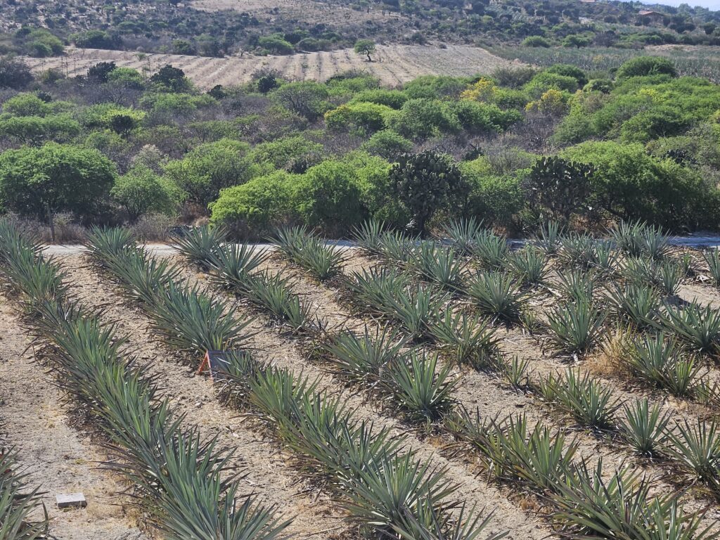Field of agave plants in Oaxaca Mexico