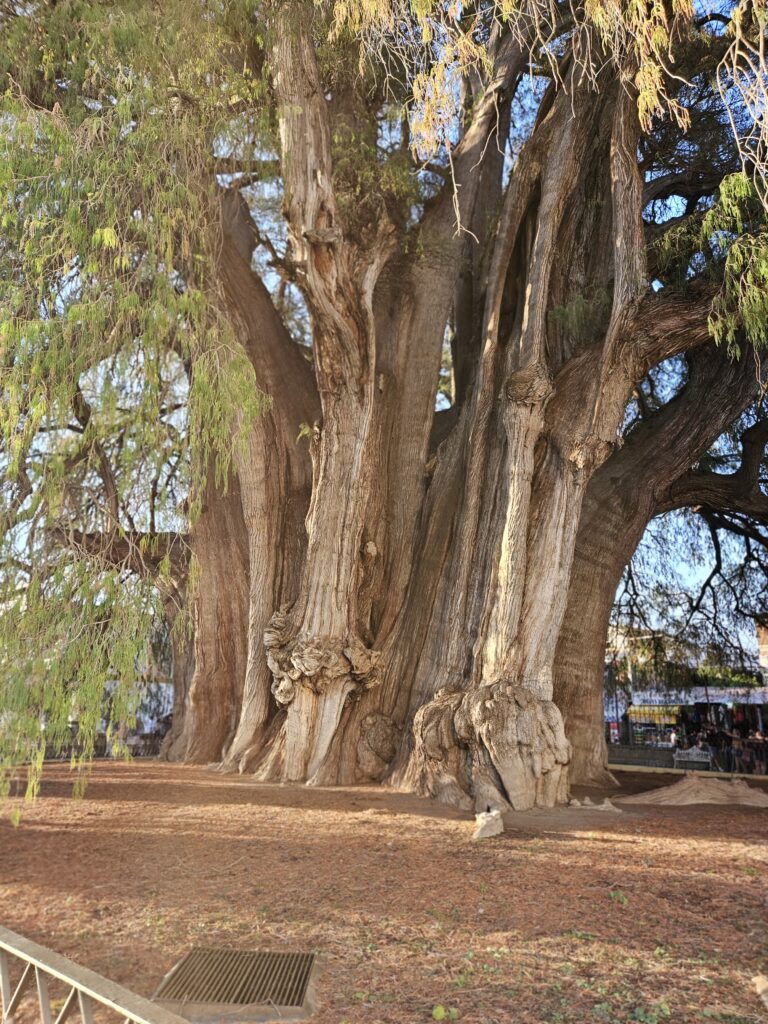 The El Tule tree, a Montezuma cypress located in Santa Maria del Tule, Oaxaca, Mexico reported to be the oldest, largest and widest tree with a circumference of 137.8 feet.