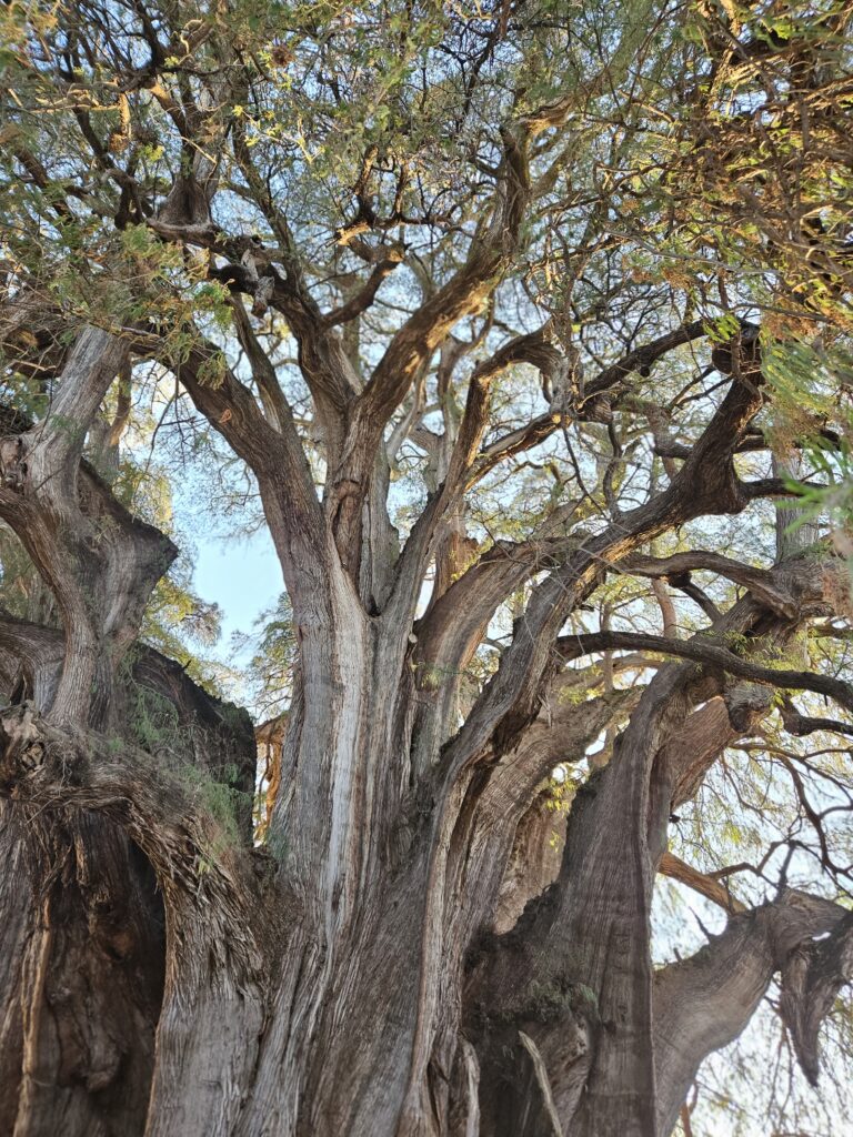 The El Tule tree located in Oaxaca, Mexico