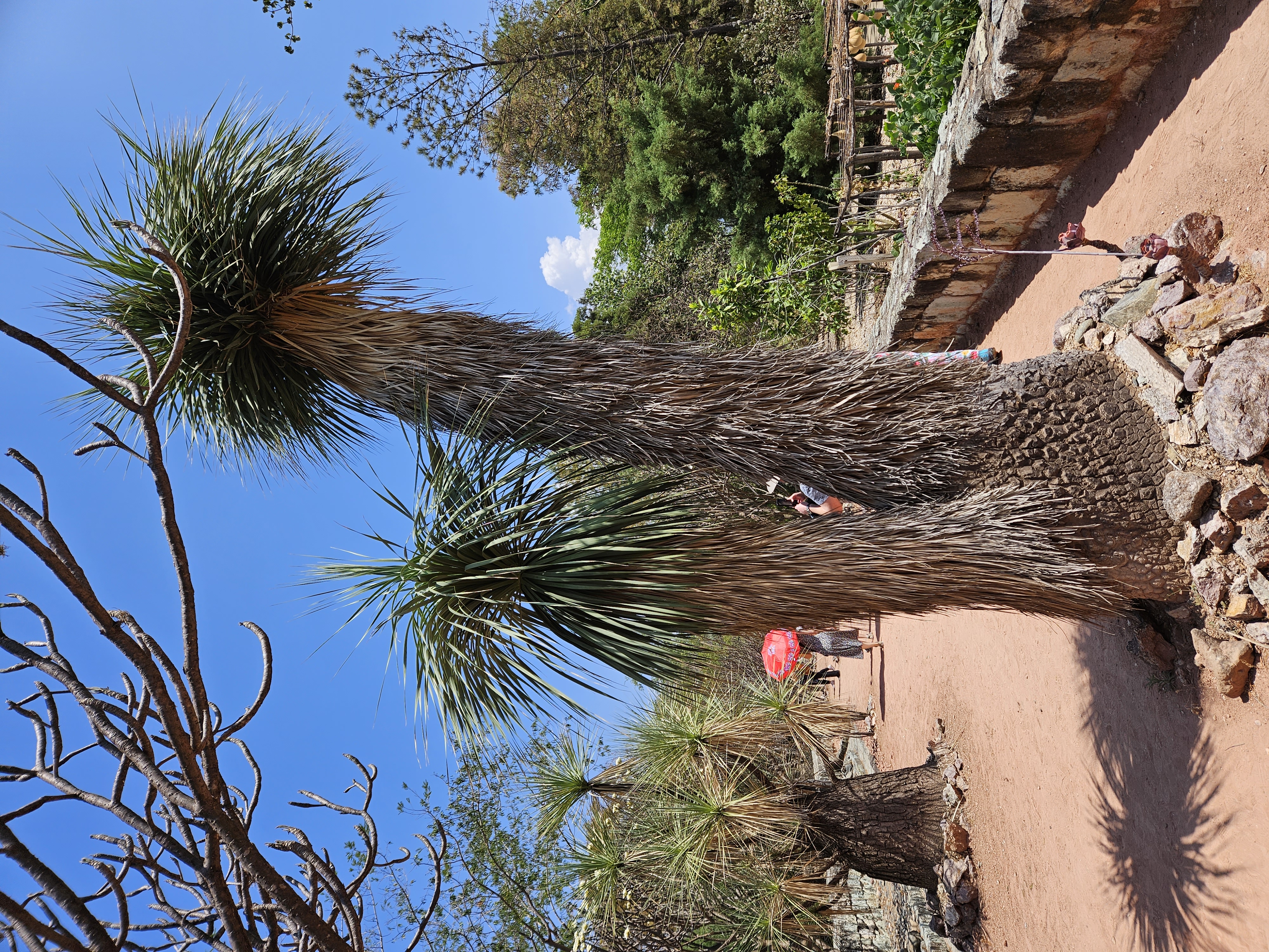 Tree located in the botanical garden in Oaxaca Mexico