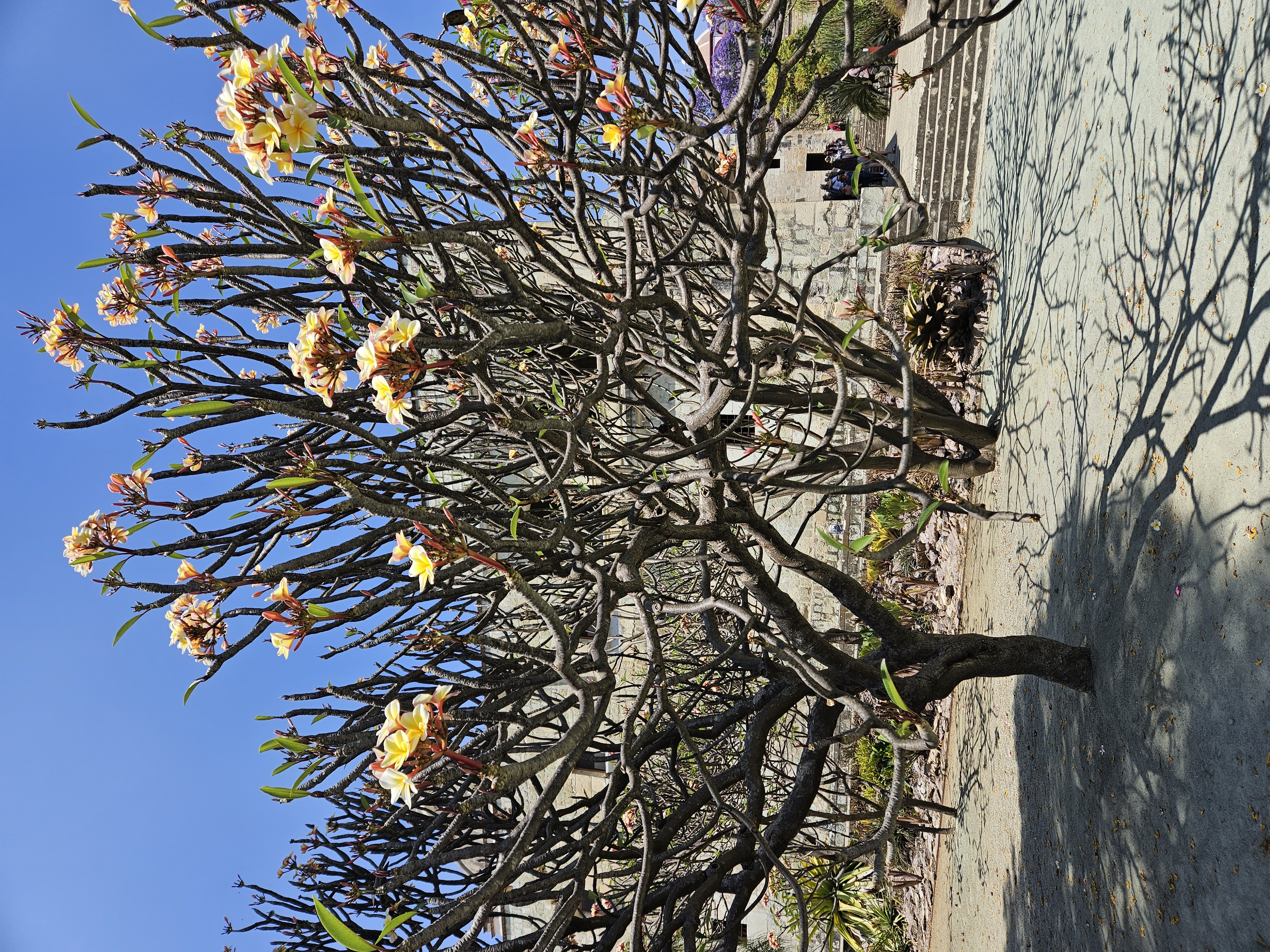 Tree with yellow flowers in the botanical garden in Oaxaca Mexico