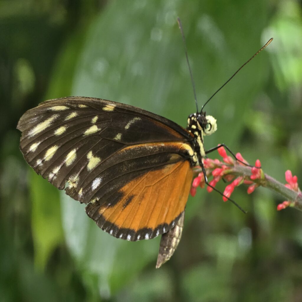 Butterfly black and organge with white spots on the wings