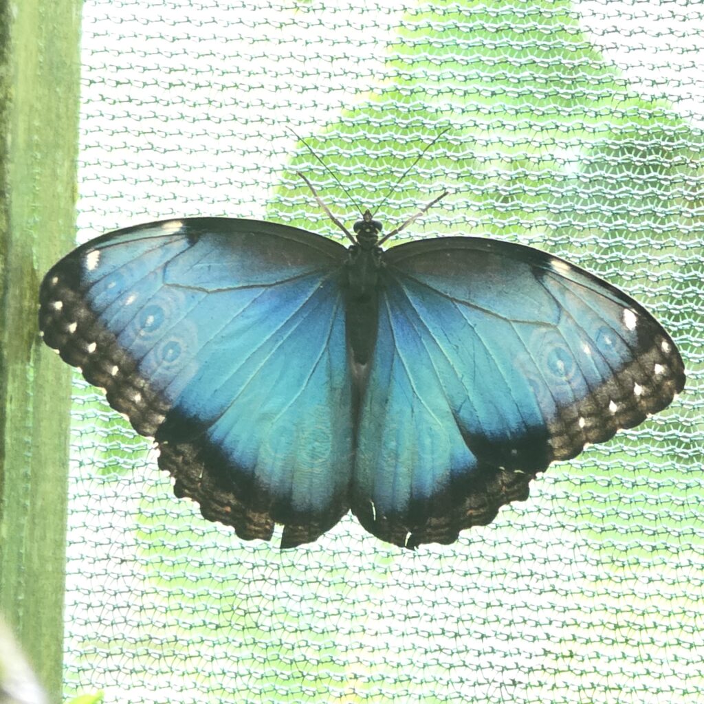 Blue winger butterfly edge in black at the Butterfly Haven in El Valle de Anton in Panama