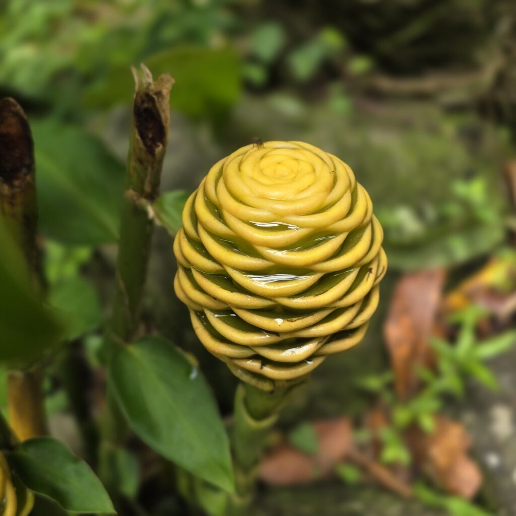 Unique yellow flower along a trail in Panama