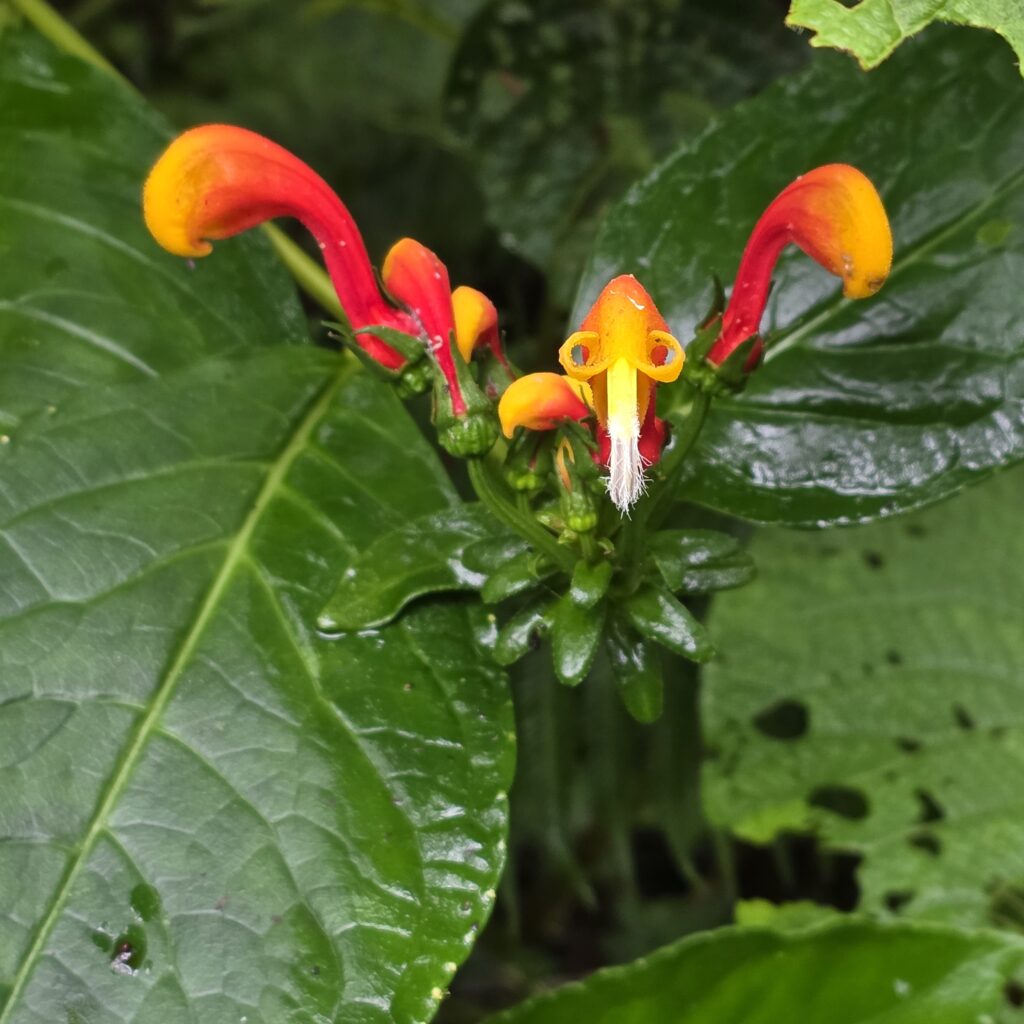 Red, yellow and orange flower with deep green leaves discovered in Panama