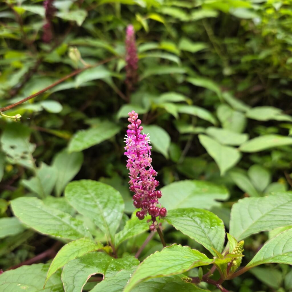 Close up of a pink flower located on a trail in Panama