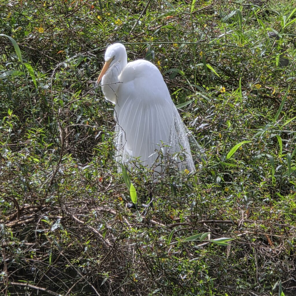 White egret in Panama